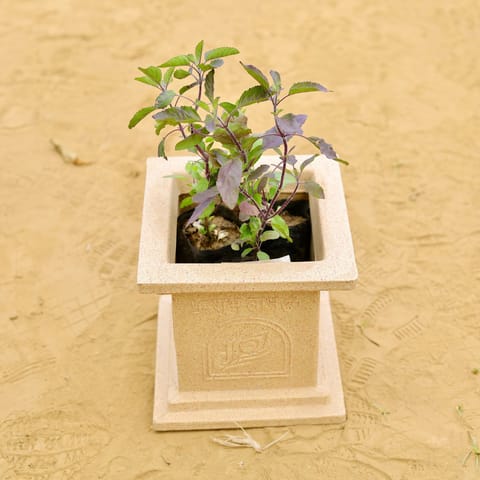 Shyama Tulsi Bushy in 09 X 09 Inch Sandstone Premium Tulsi Planter Fiberglass Planter - Durable large size decoratiive fiber pot for indoor outdoor plants with 5 year warranty