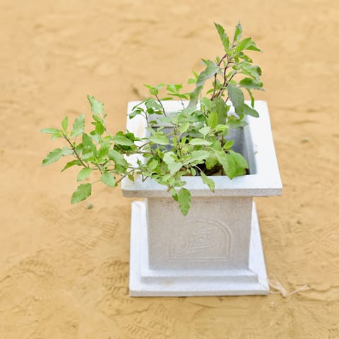 Rama Tulsi Bushy in 09 X 09 Inch White Premium Tulsi Planter Fiberglass Planter - Durable large size decoratiive fiber pot for indoor outdoor plants with 5 year warranty