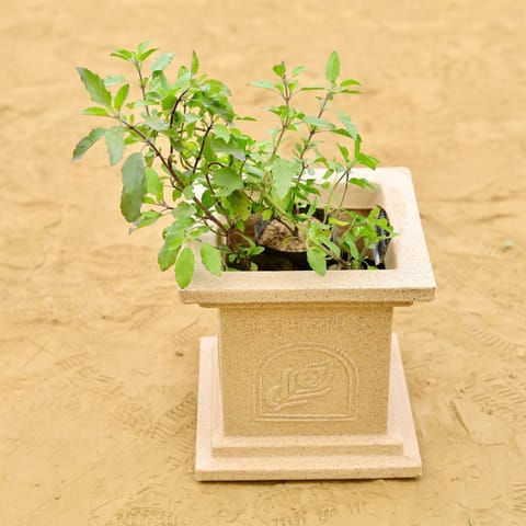 Rama Tulsi Bushy in 09 X 09 Inch Sandstone Premium Tulsi Planter Fiberglass Planter - Durable large size decoratiive fiber pot for indoor outdoor plants with 5 year warranty