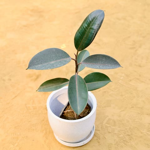 Rubber Black (~ 1.5 Ft) in 08 X 08 Inch Live Fresh Plant White Premium Convessa Fiberglass Planter - Durable Large Size Decoratiive Fiber Pot For Indoor Outdoor Plants With 5 Year Warranty in Rithala