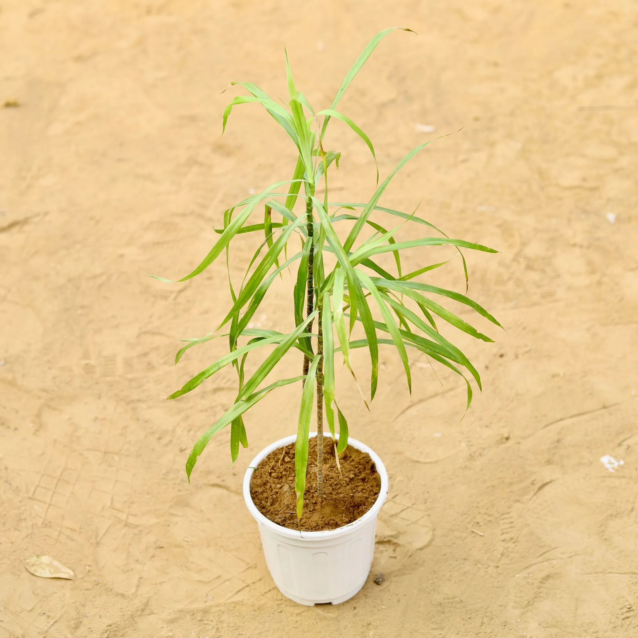 Dracaena Green (2 plants in 1) 4 inch White Nursery Pot