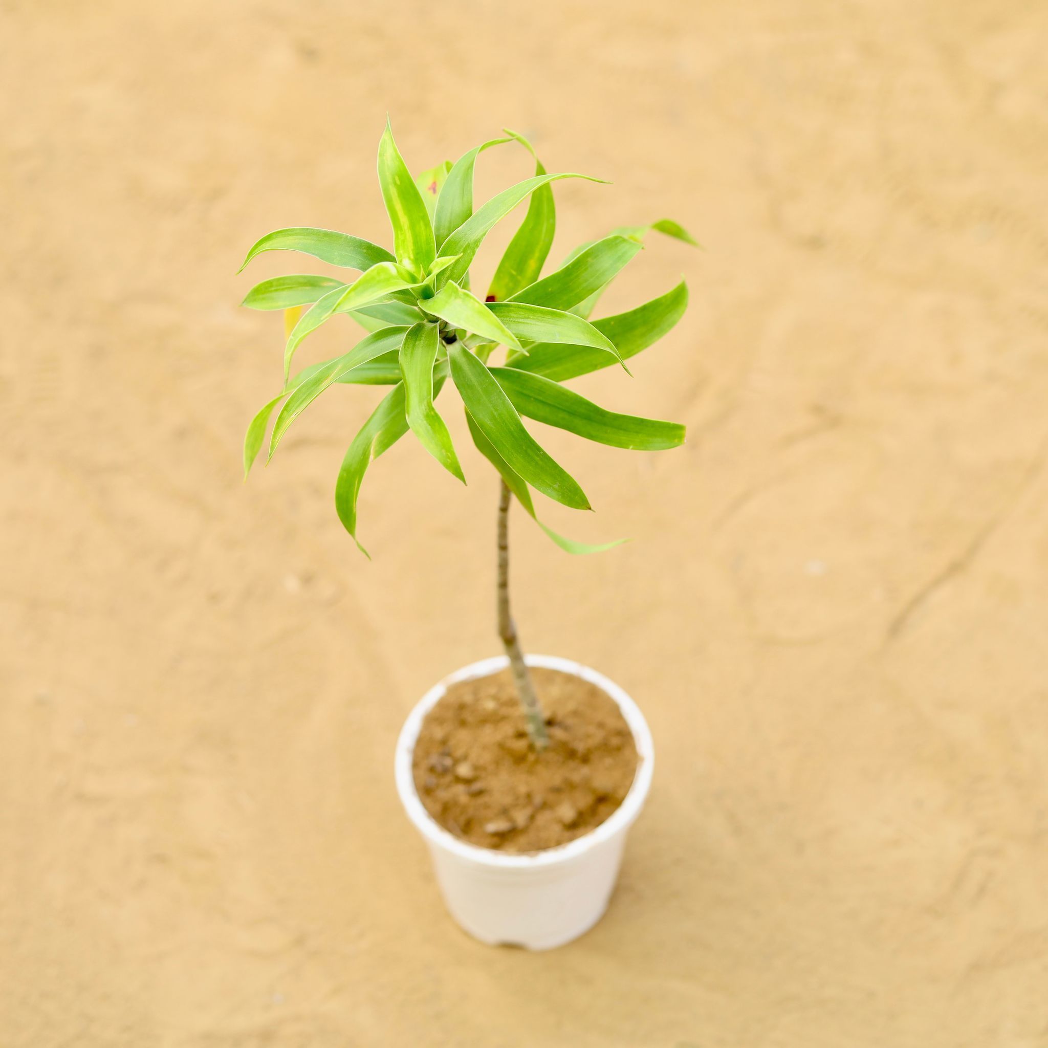 Dracaena Messenger Vareigated in 4 inch White Nursery Pot
