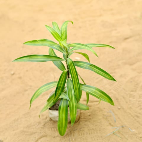 Dracaena Messenger (~ 1 Ft) in 3 Inch Live Fresh Plant Nursery Bag in Tilak Nagar