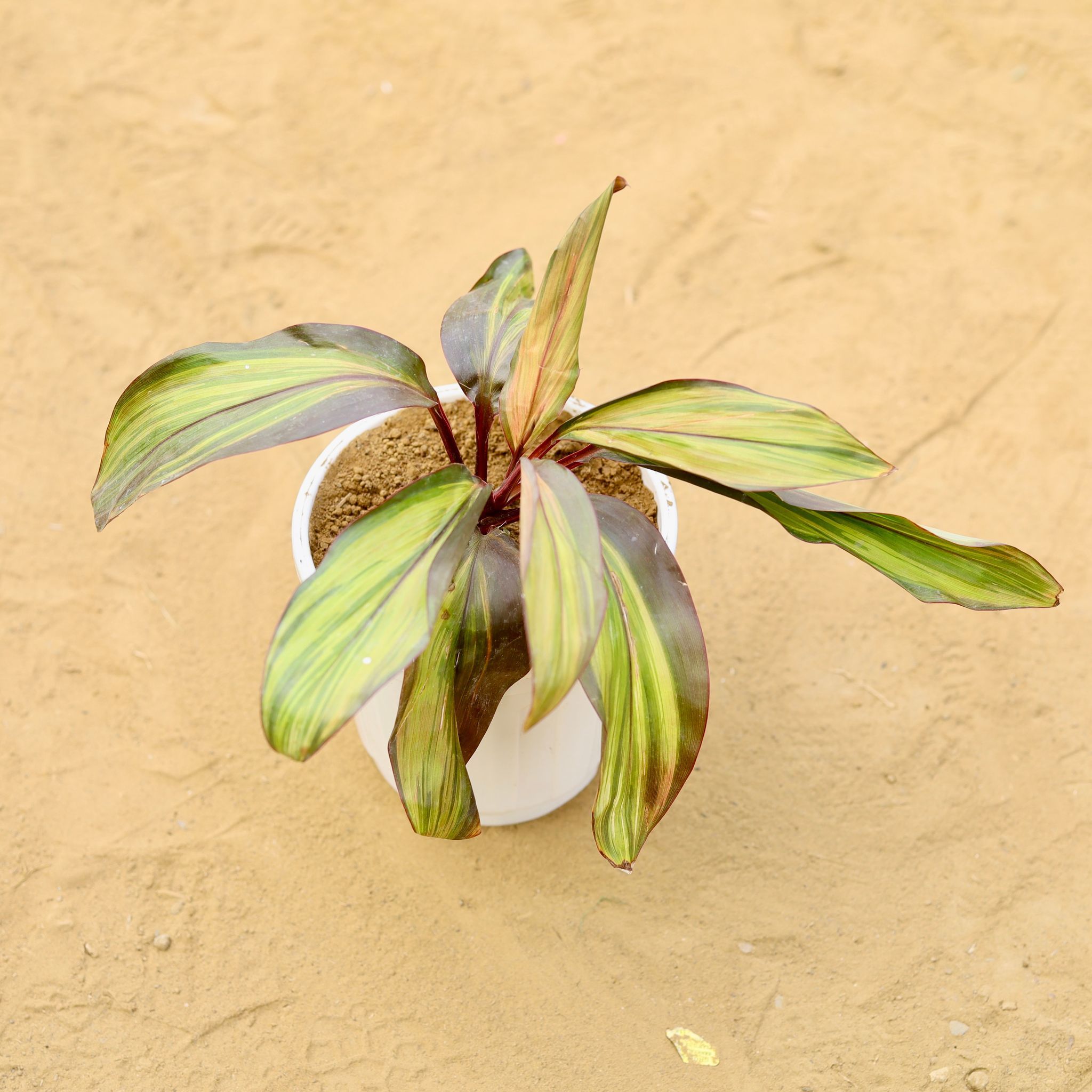 Dracaena Cordyline Brown in 6 inch White Super Nursery Pot