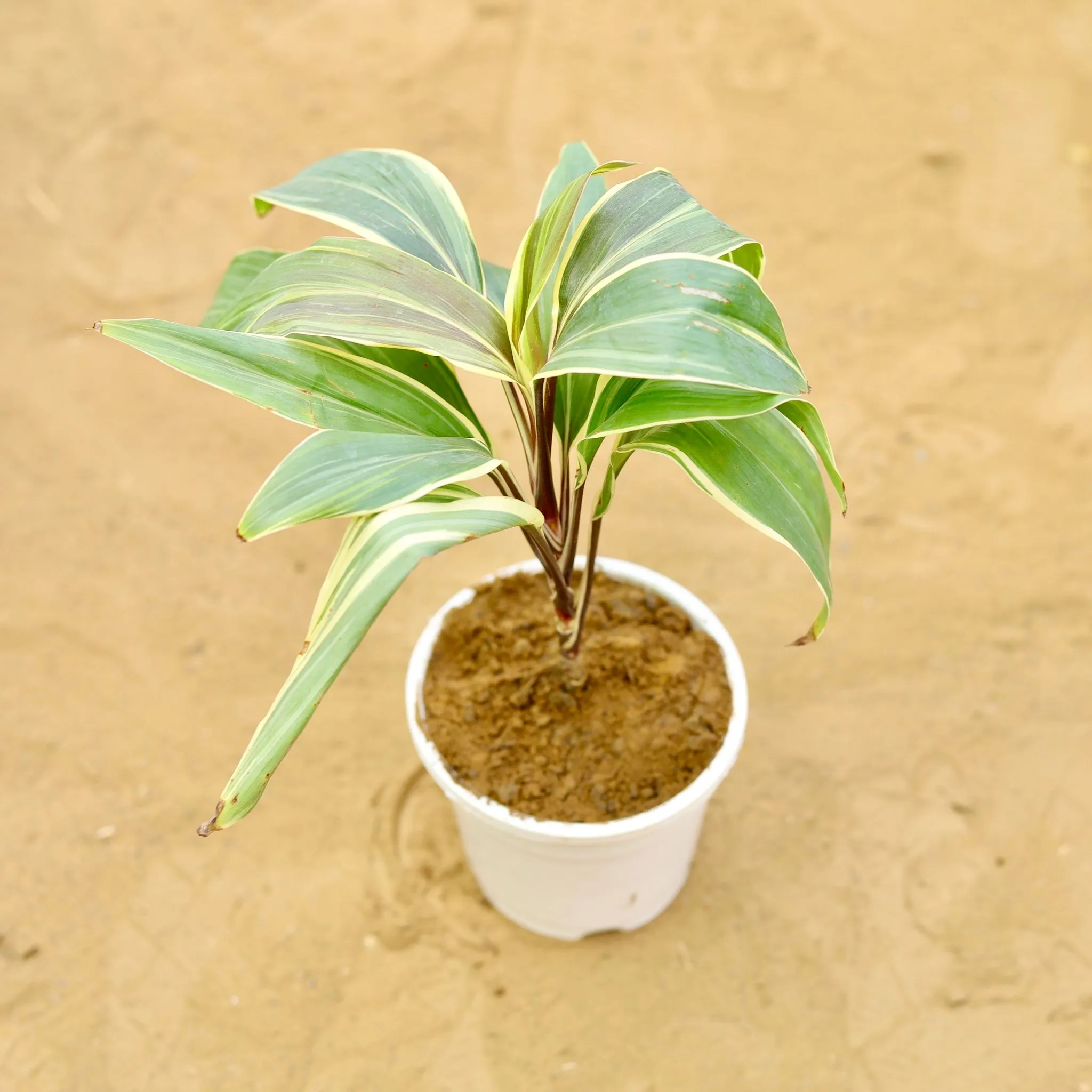 Dracaena Cordyline White in 4 inch White Nursery Pot