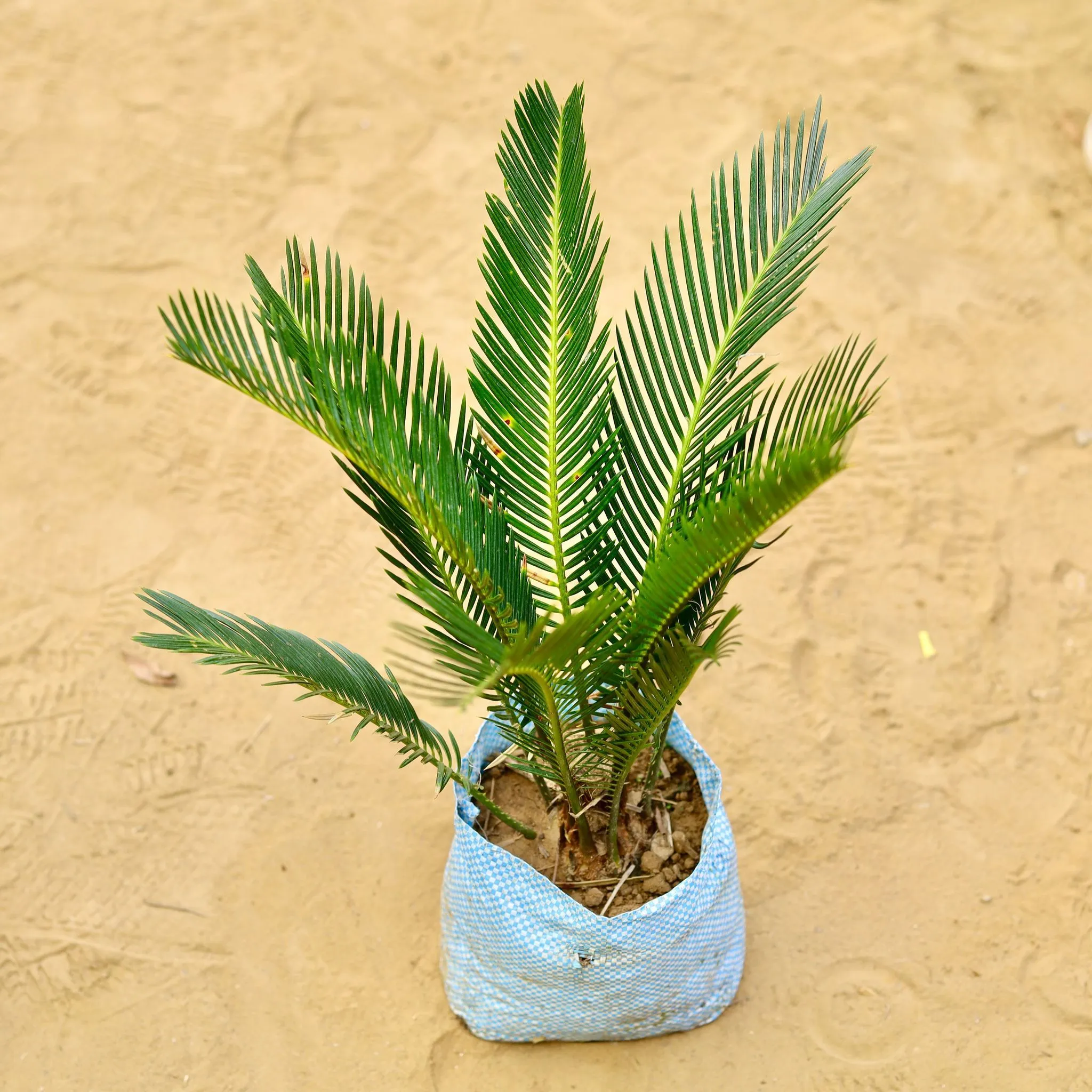 Cycas Palm Bushy in 5 inch Nursery Bag
