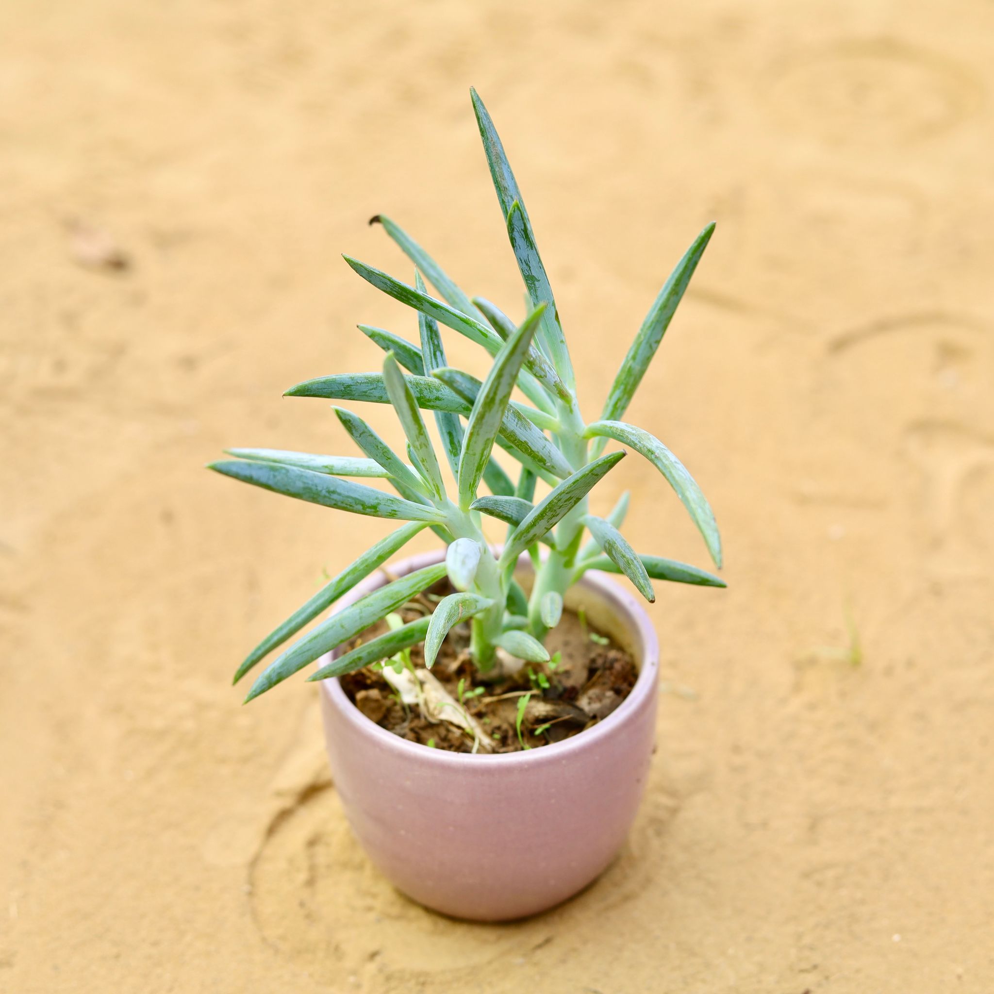 Curio Repens Succulent in 3 inch Purple Classy Cup Ceramic Pot