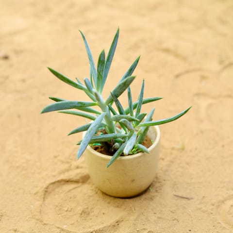 Curio Repens Succulent in 3 Inch Live Plant Light Brown Classy Cup Ceramic Pot