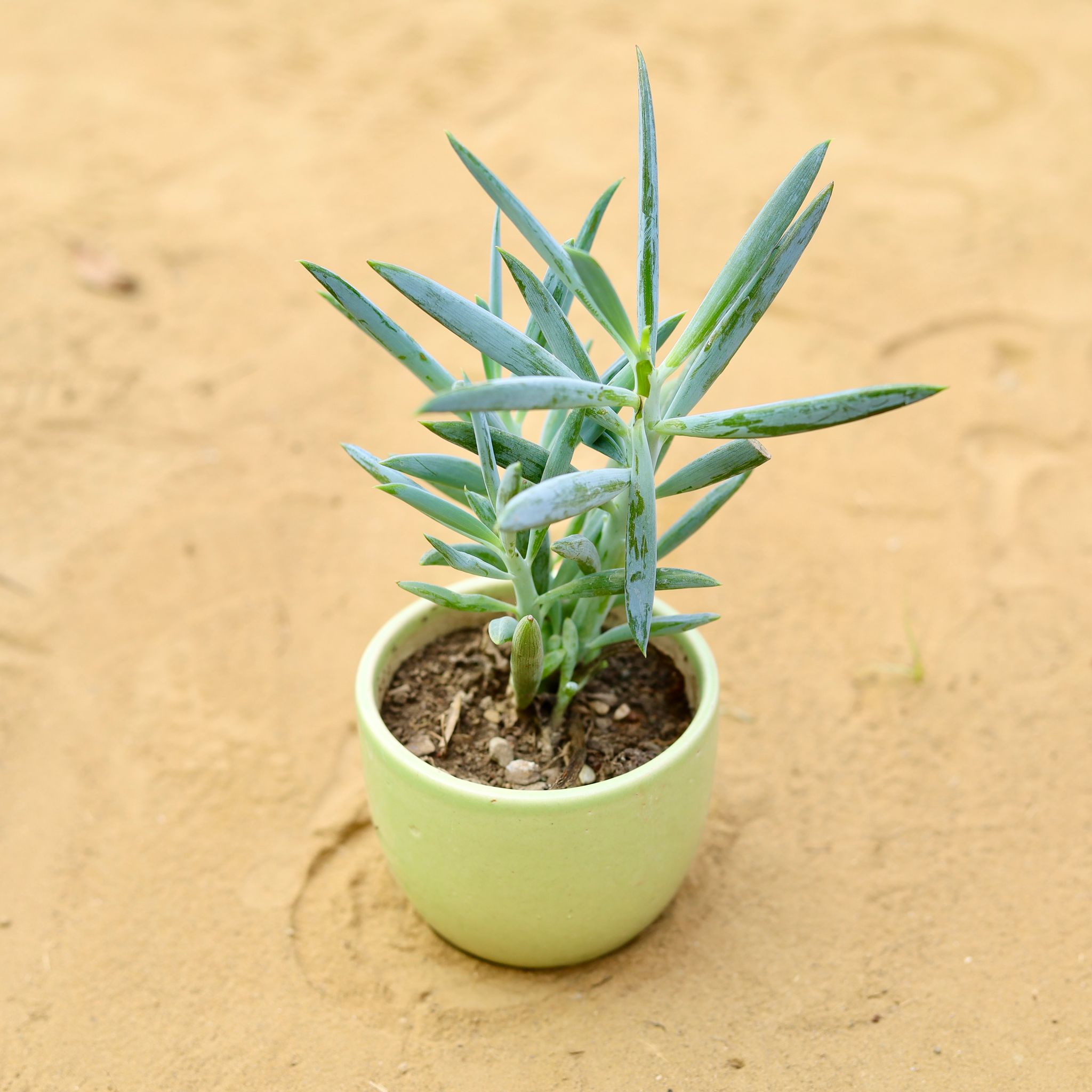 Curio Repens Succulent in 3 inch Green Classy Cup Ceramic Pot