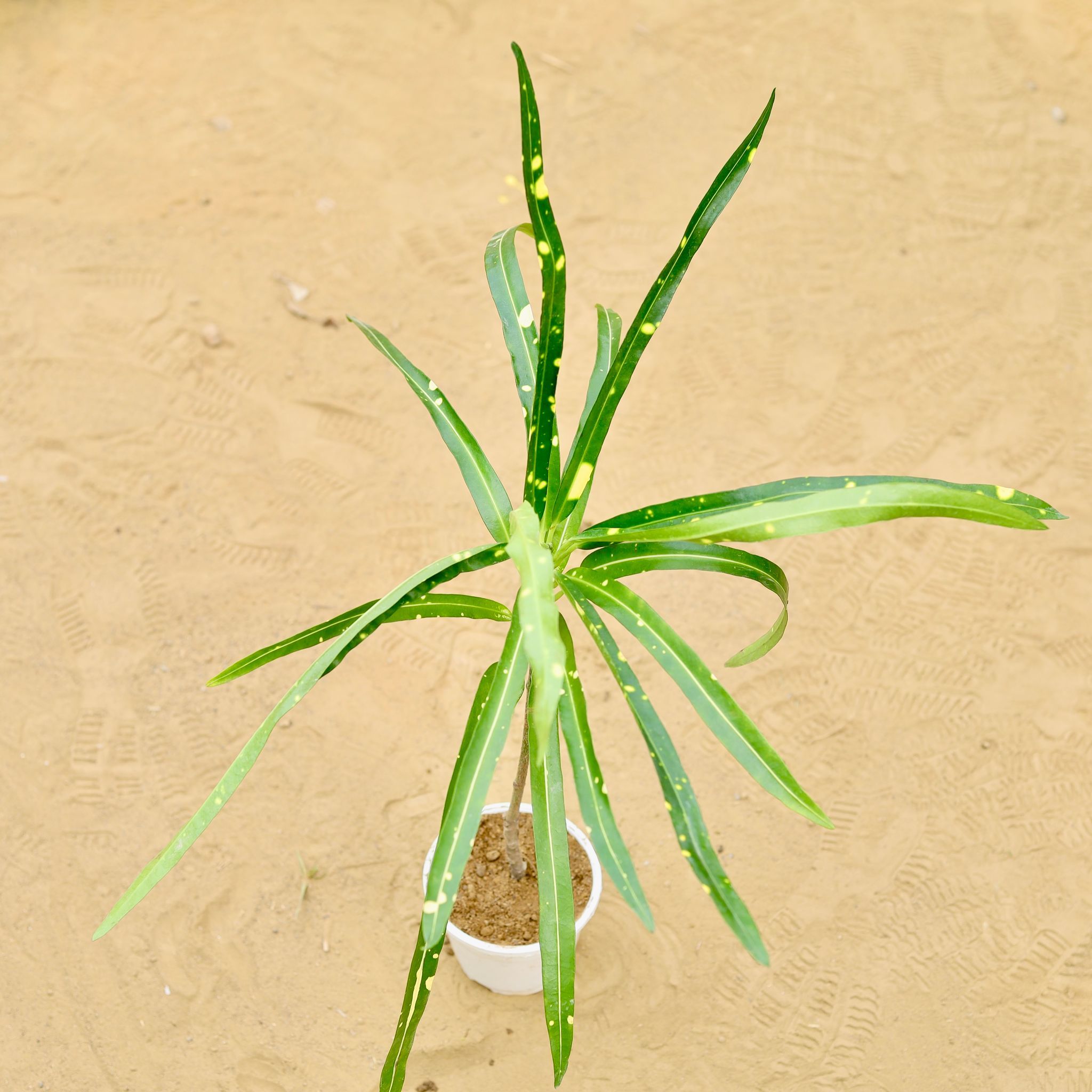 Croton Sunny Star in 4 inch White Nursery Pot
