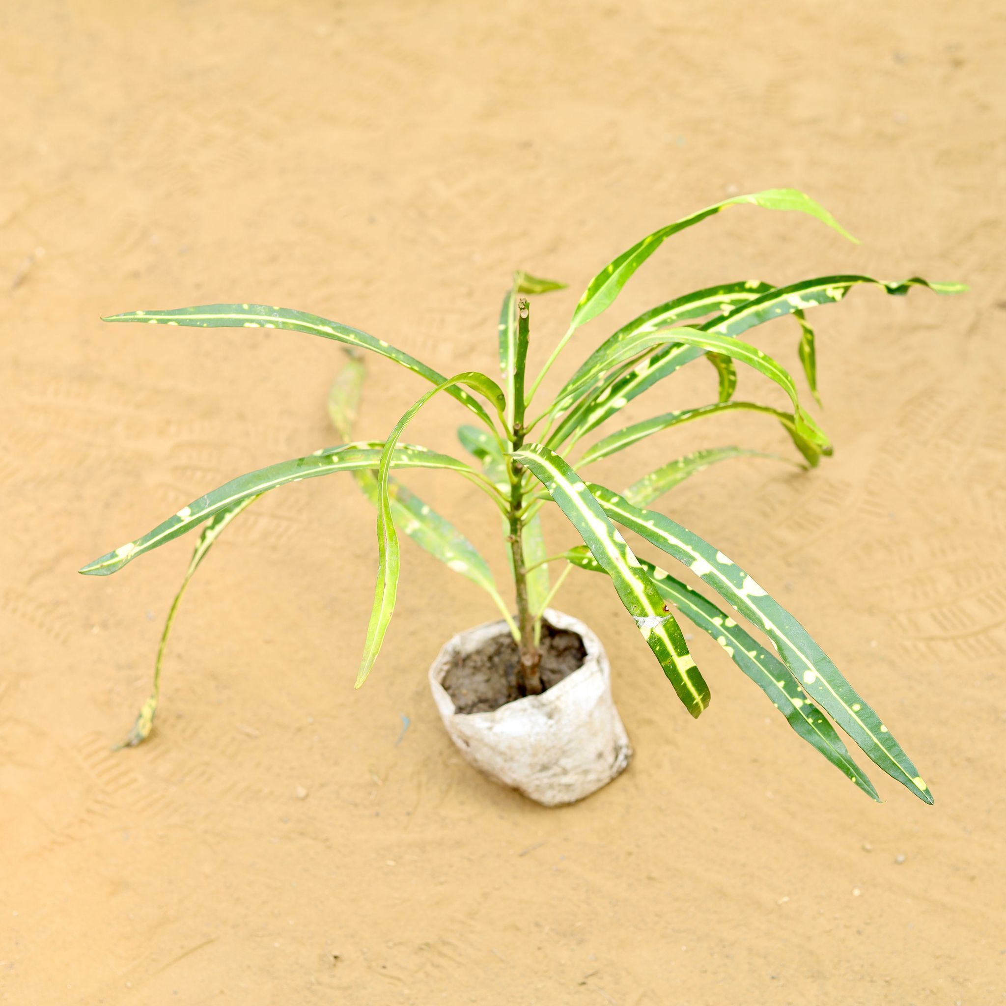 Croton Sunny Star in 3 inch Nursery Bag