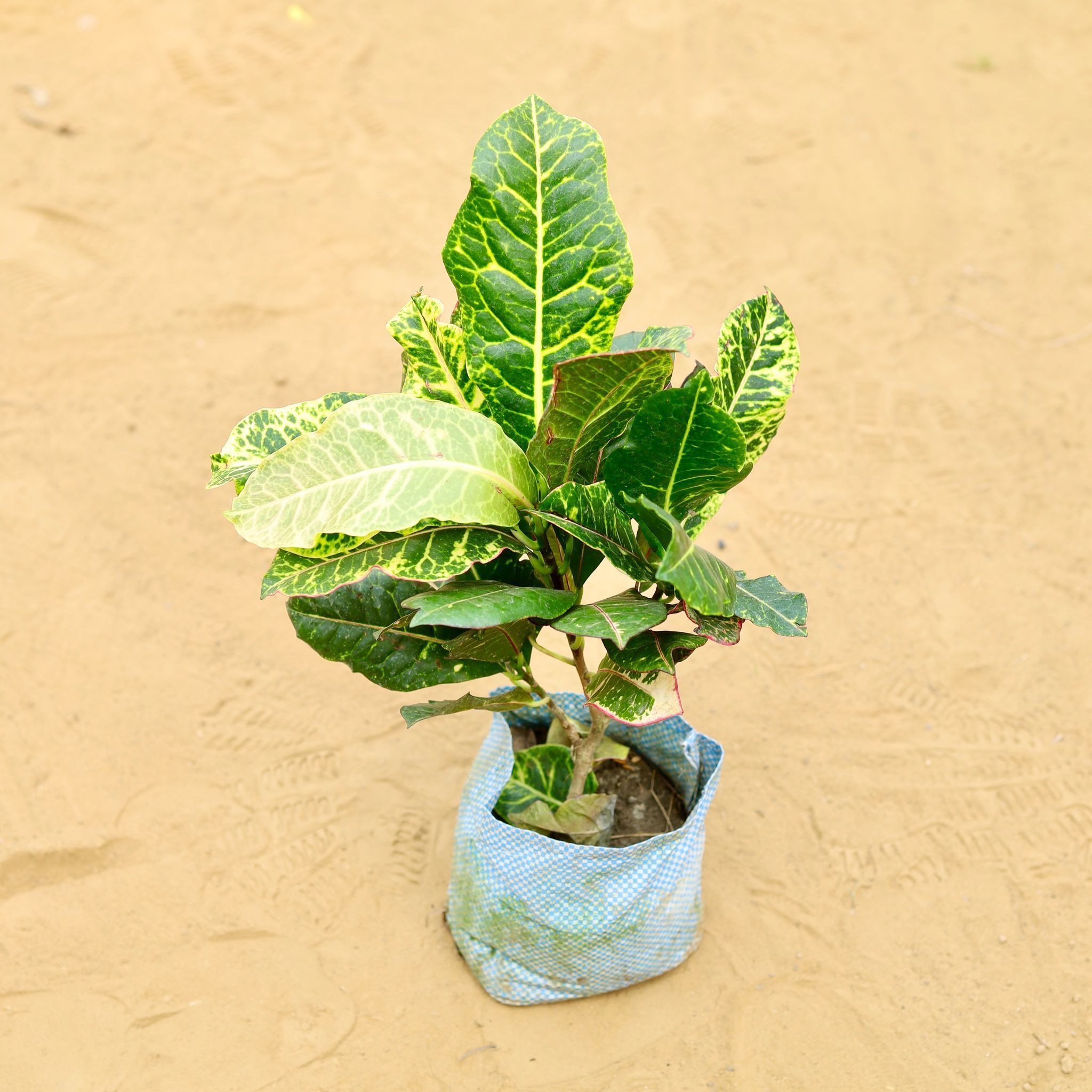 Croton Petra Bangalore (~ 1 Ft) in 3 inch Nursery Bag