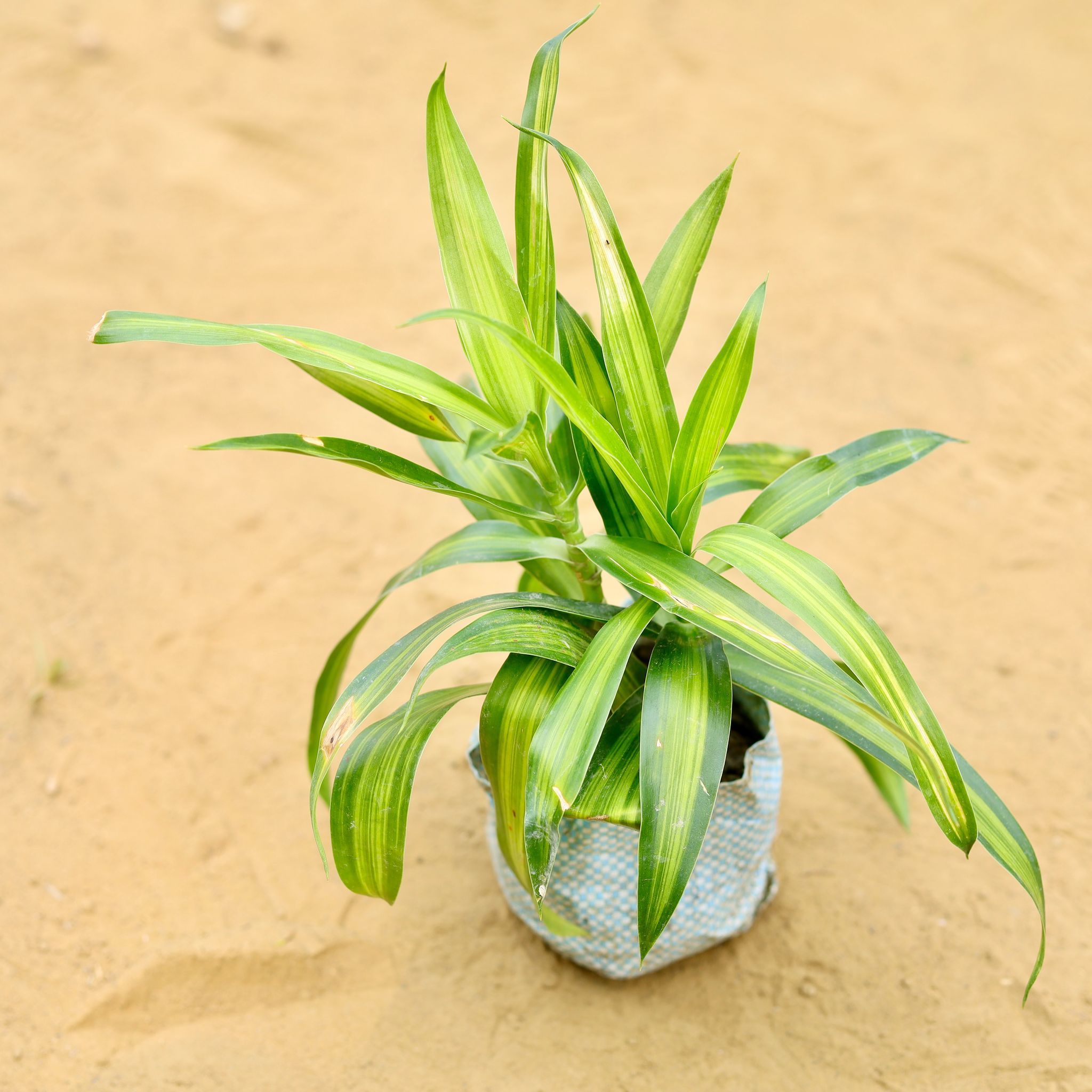 Dracaena Messenger Green (2 plants in 1) in 4 Inch Nursery Bag