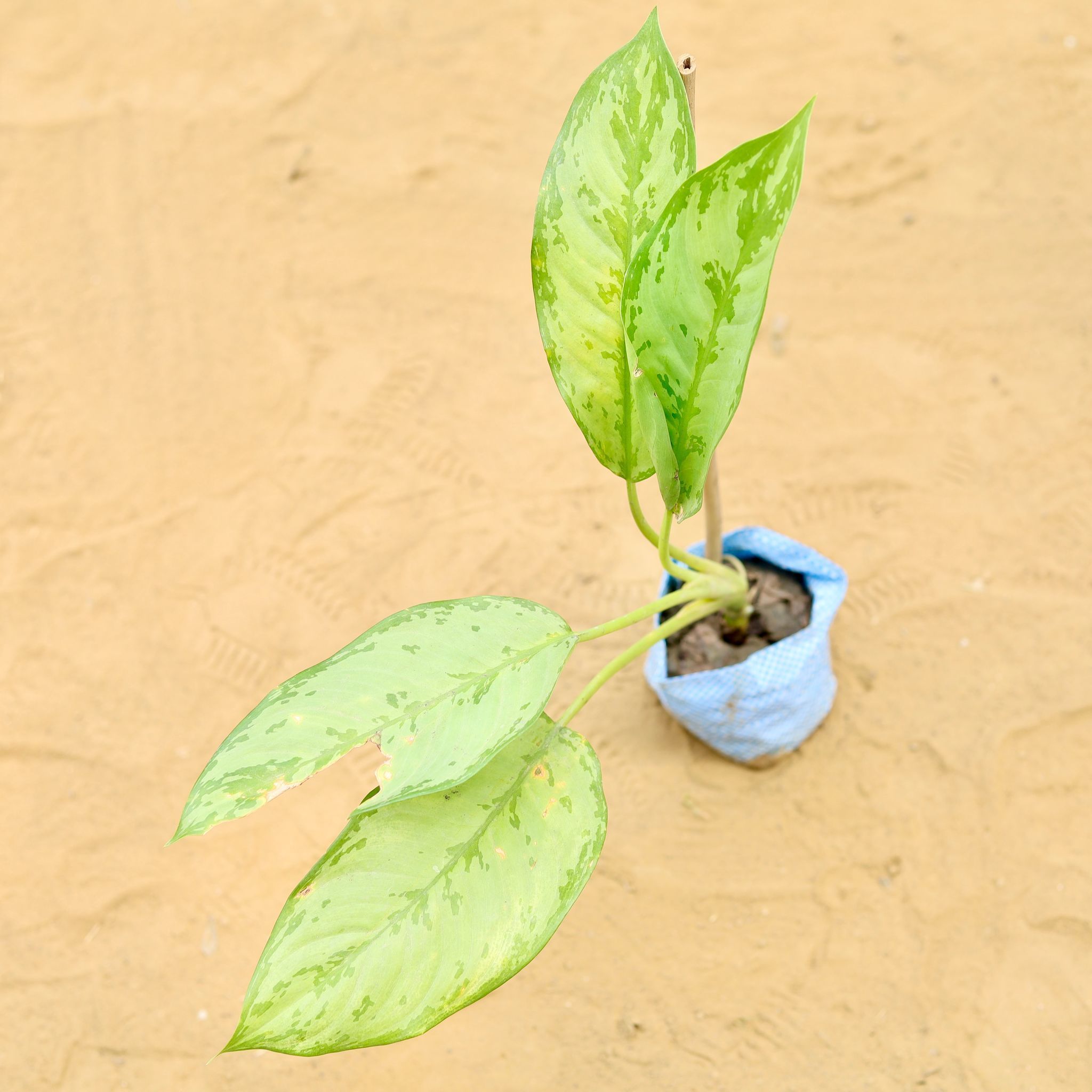 Aglaonema Jungle Parrot in 4 Inch Nursery Bag