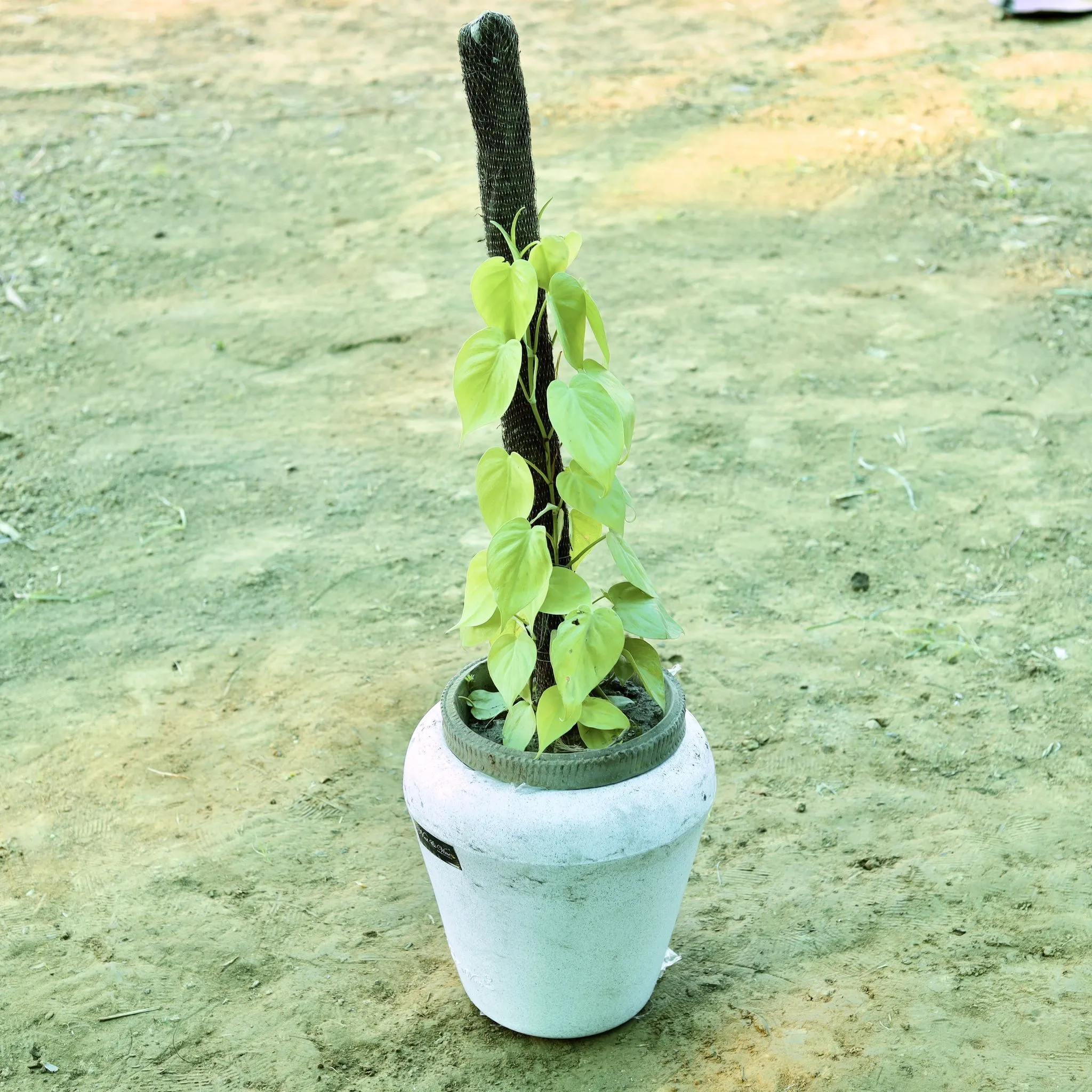 Golden Money Plant with 3 ft Moss Stick in 13 X 14 Inch White Premium Milo Fiberglass Planter