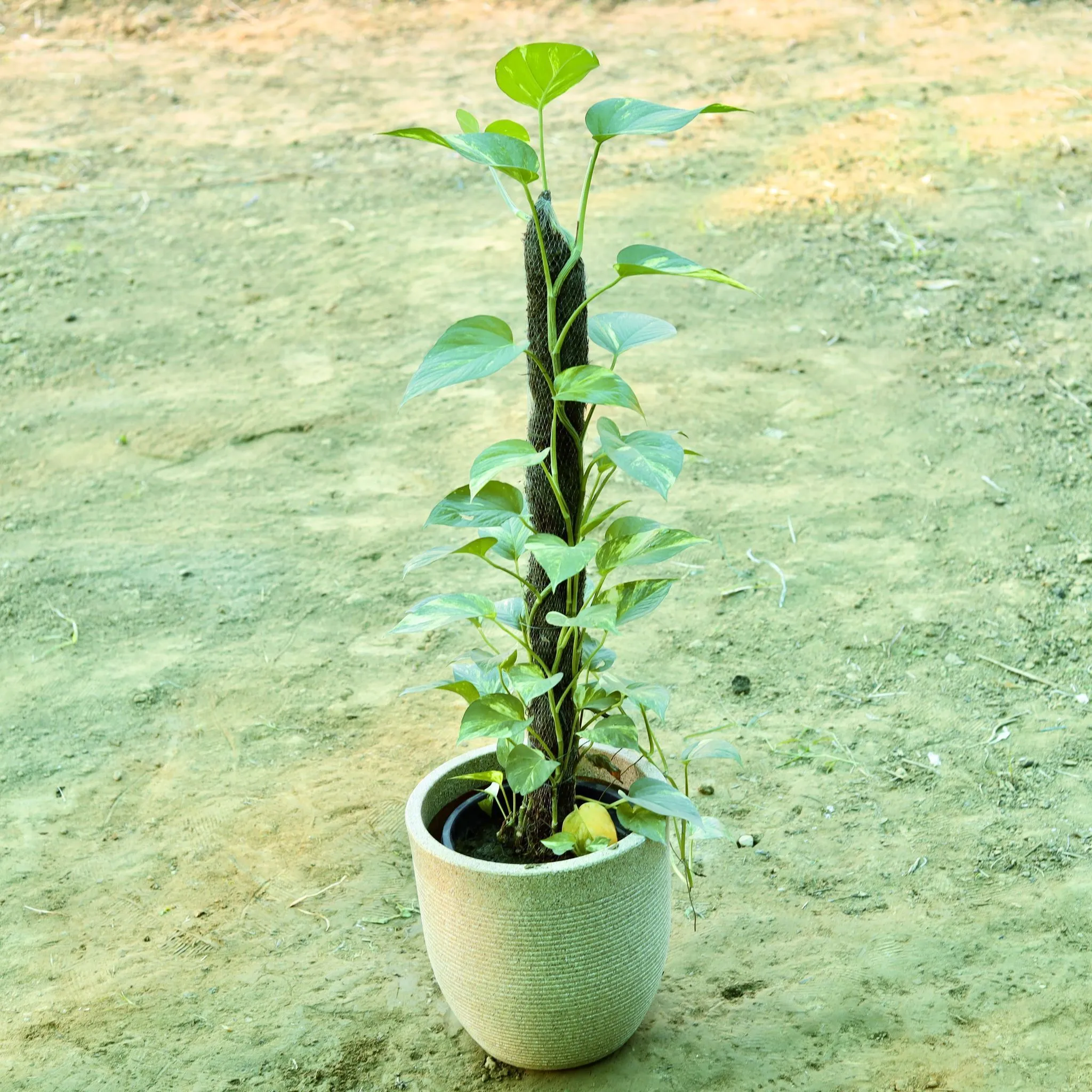 Golden Money Plant with 3 ft Moss Stick in 12 X 12 Inch Sandstone Premium Orbis Fiberglass Planter