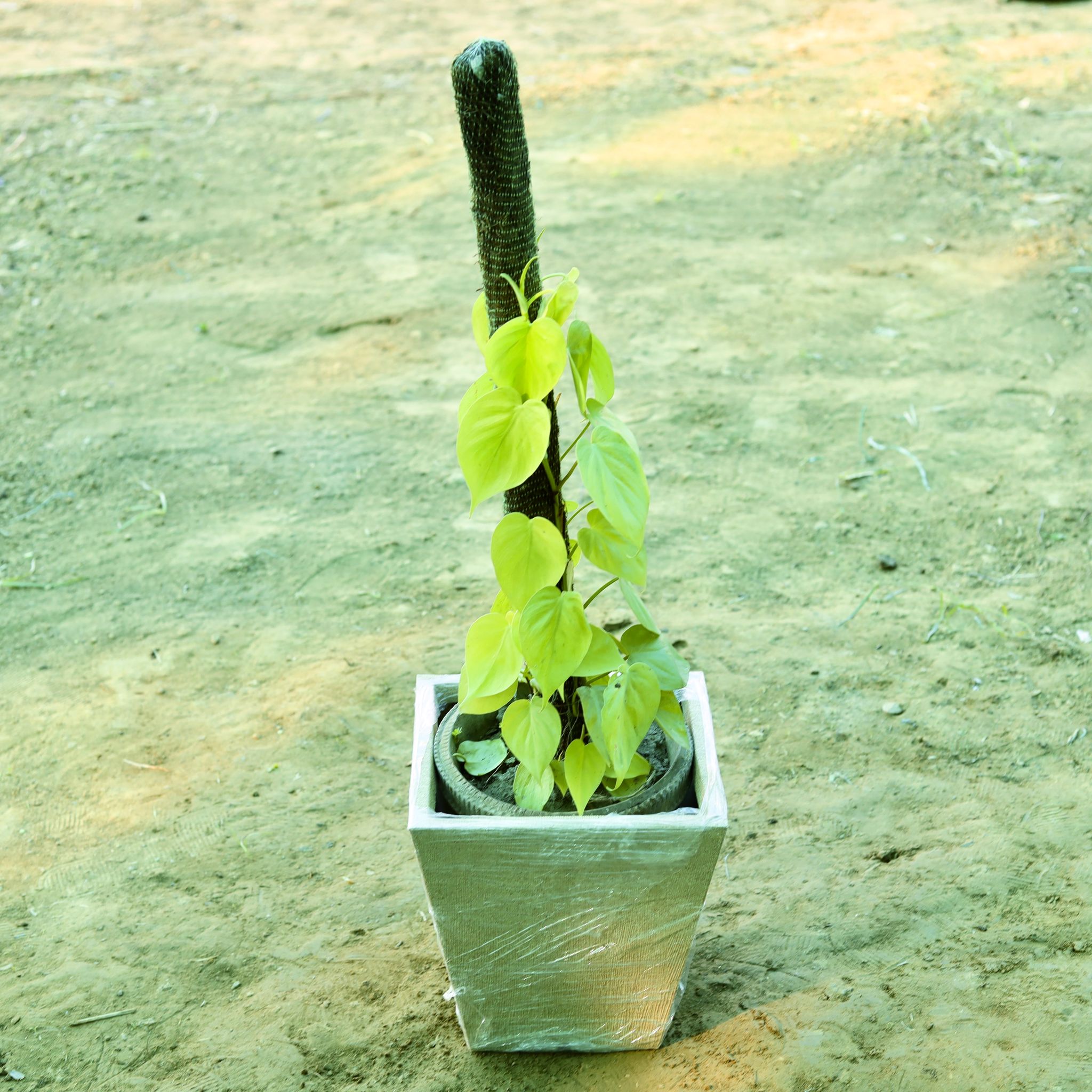 Golden Money Plant with 3 ft Moss Stick in 12 X 10 Inch Sandstone Premium Blaze Fiberglass Planter