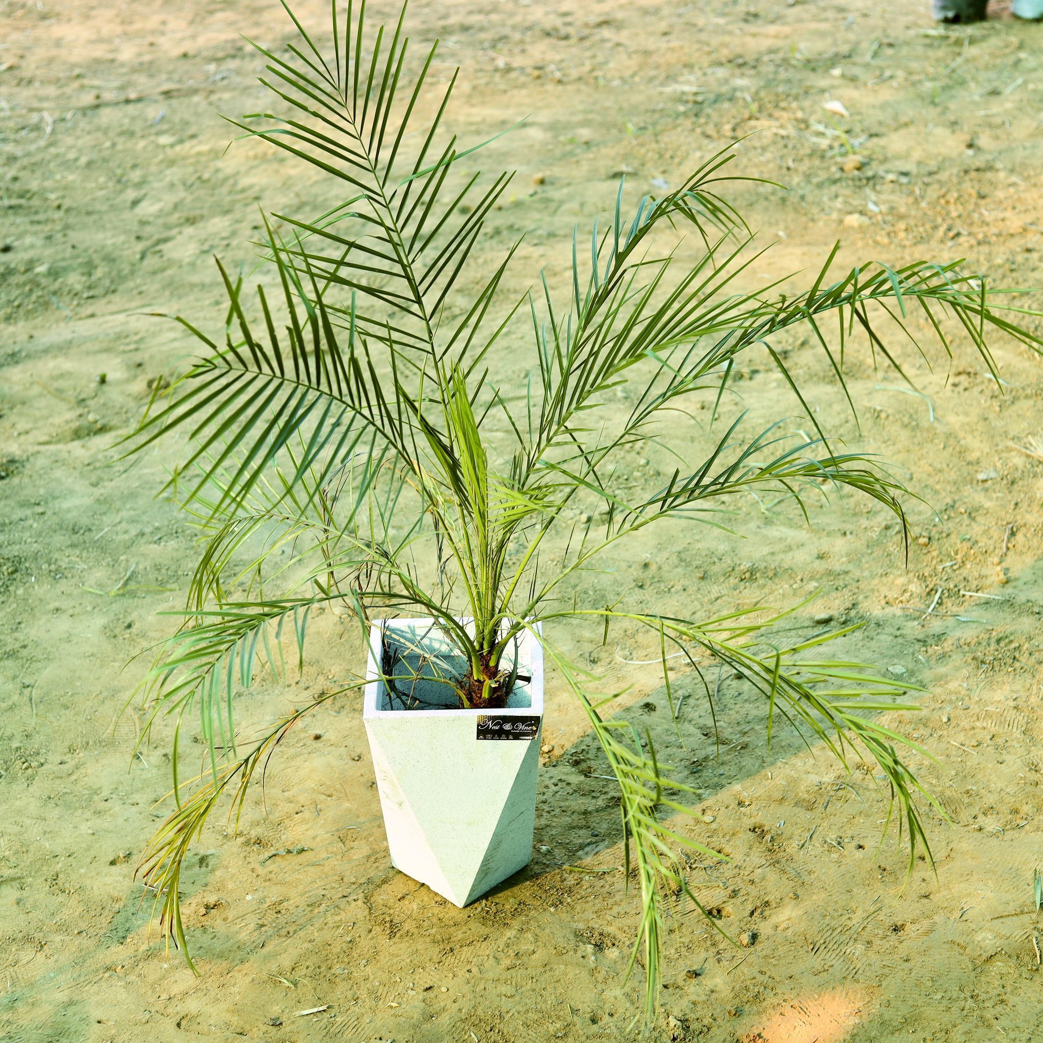 Phoenix Palm (~ 3 Ft) in 8 X 12 Inch White Premium Fantasia Fiberglass Planter