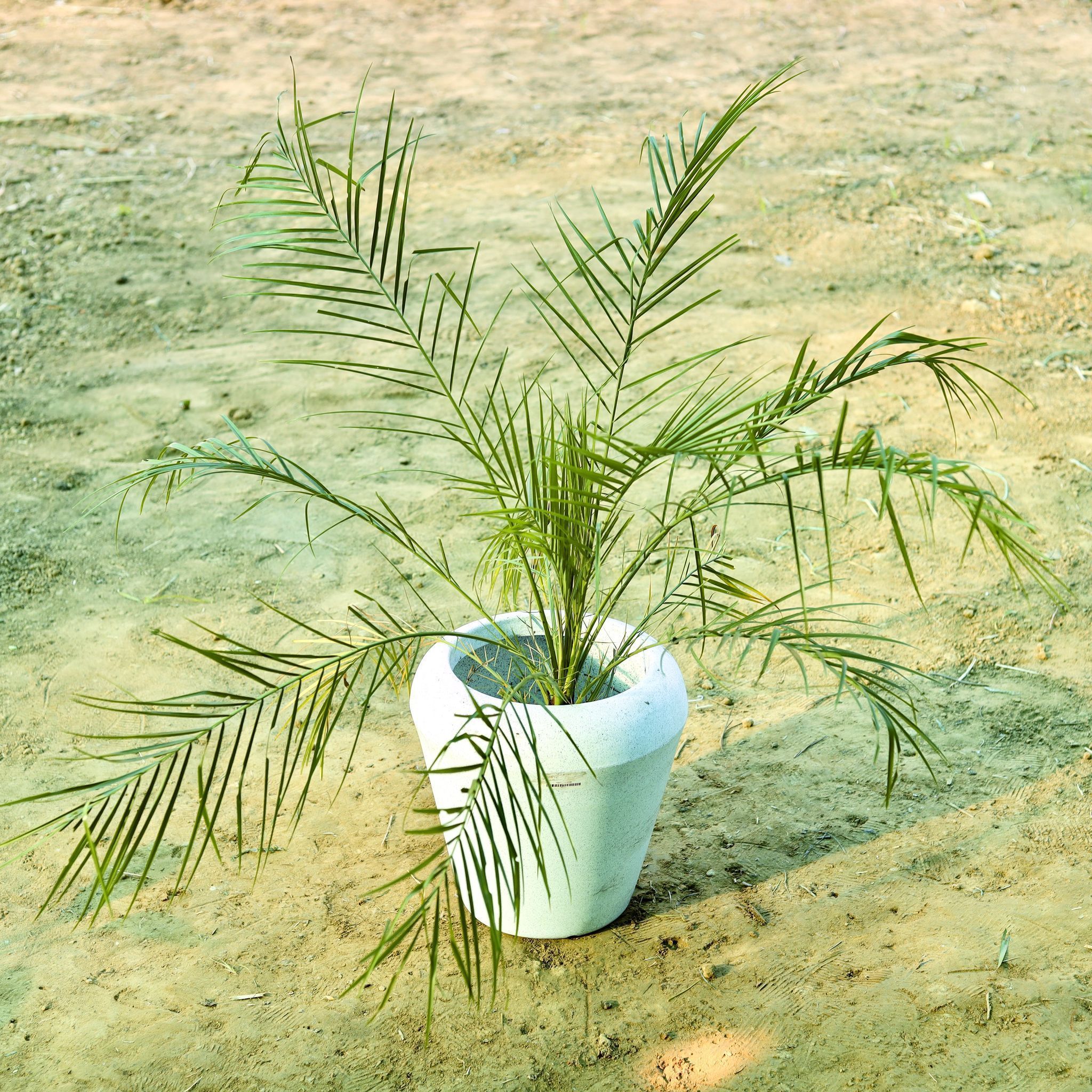 Phoenix Palm (~ 3 Ft) in 13 X 14 Inch White Premium Milo Fiberglass Planter