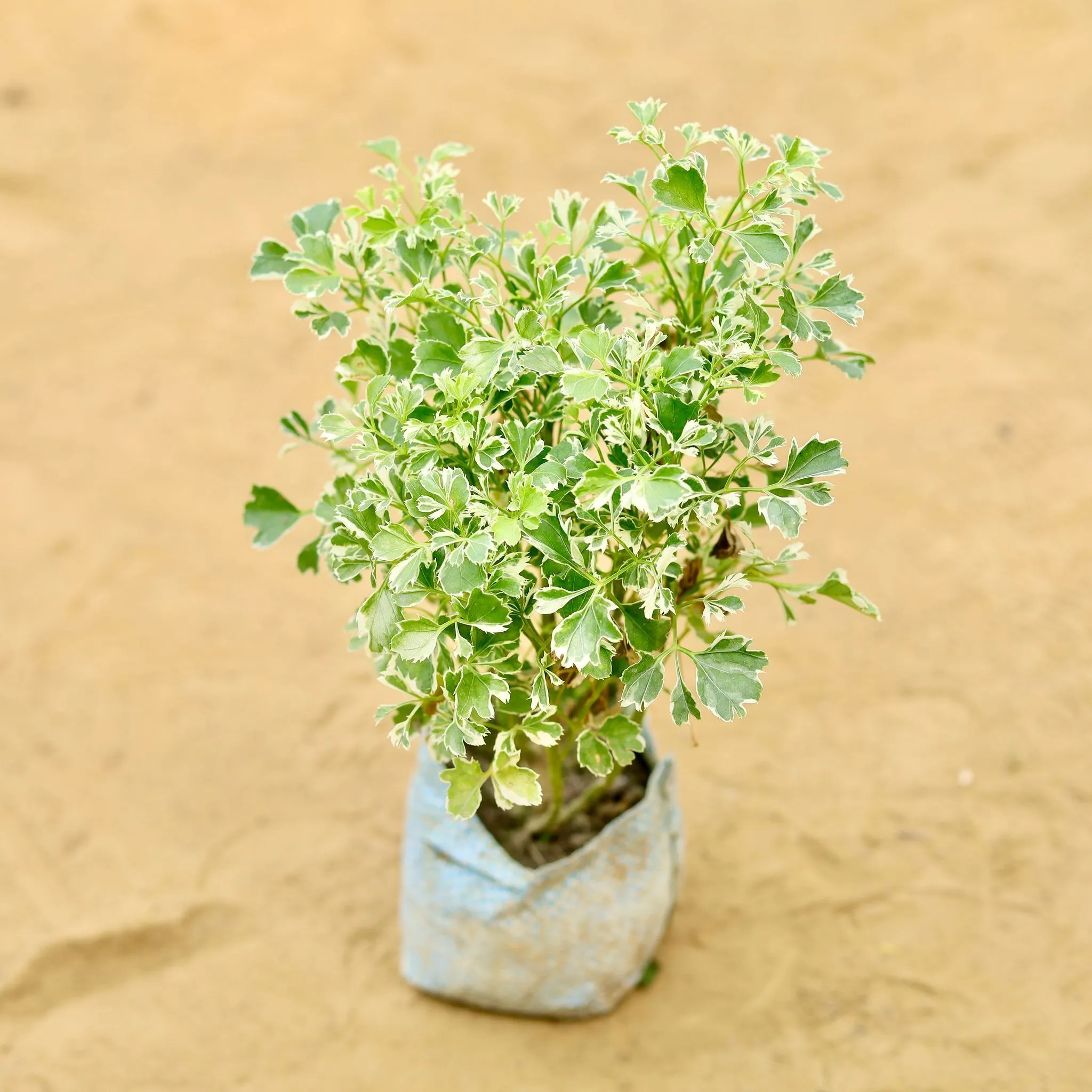 Rare Large Leaf Aralia White in 4 Inch Nursery Bag