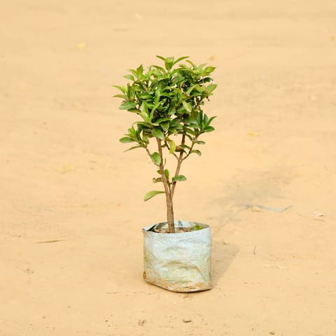 Ixora Pink in 4 Inch Nursery Bag
