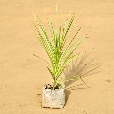 Dracaena Colorama Green in 4 Inch Nursery Bag