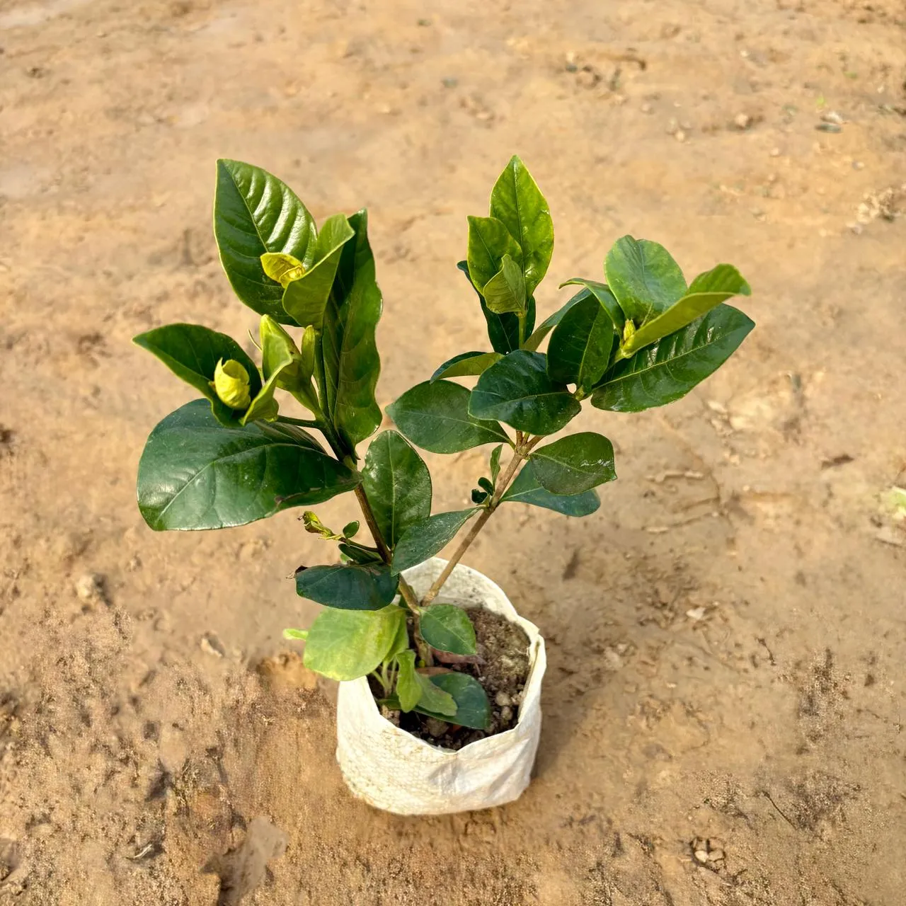 Gardenia / Gandhraaj (Any Colour) in 4 Inch Nursery Bag