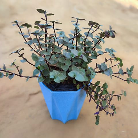Turtle Vine Black in 4 Inch Blue Marble Premium Diamanti Plastic Pot