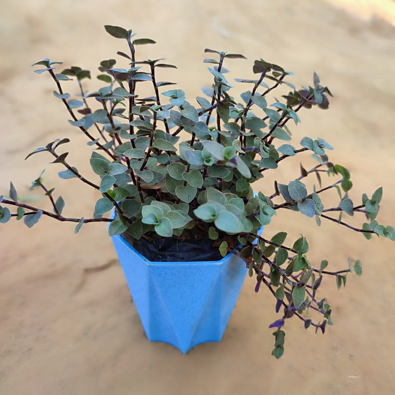 Turtle Vine Black in 4 Inch Blue Marble Premium Diamanti Plastic Pot