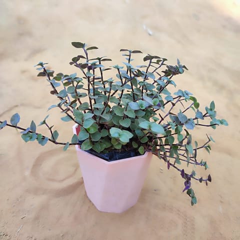 Turtle Vine Black in 4 Inch Pink Marble Premium Diamanti Plastic Pot
