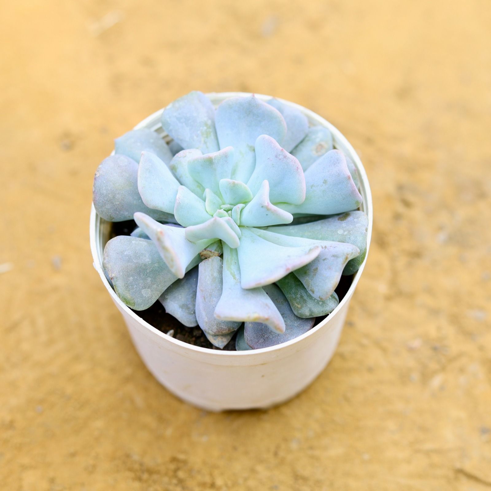 Echeveria runyonii Topsy Turvy Succulent in 3 Inch White Nursery Pot