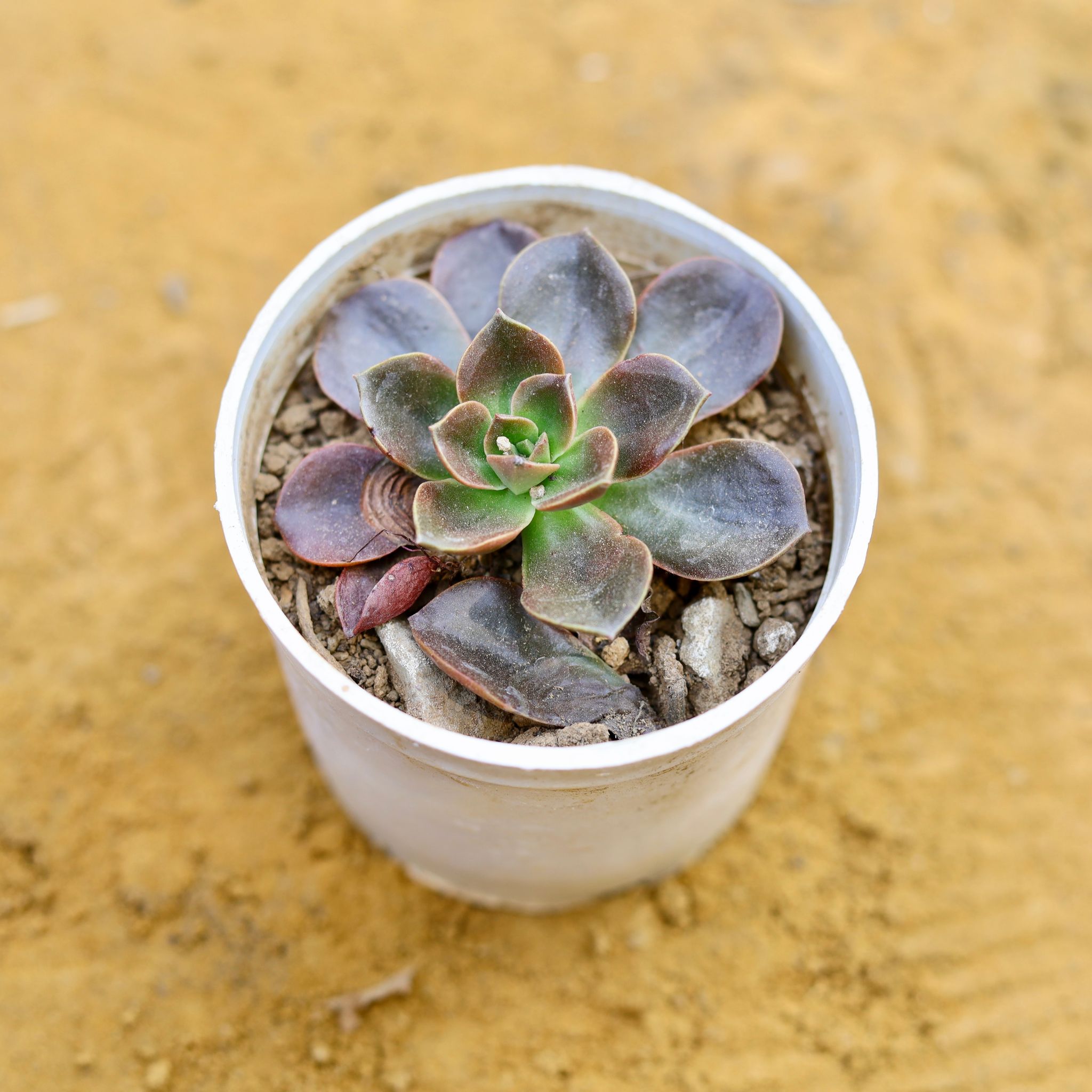 Echeveria Subsessilis Succulent (Mexican Snowball) in 3 Inch White Nursery Pot