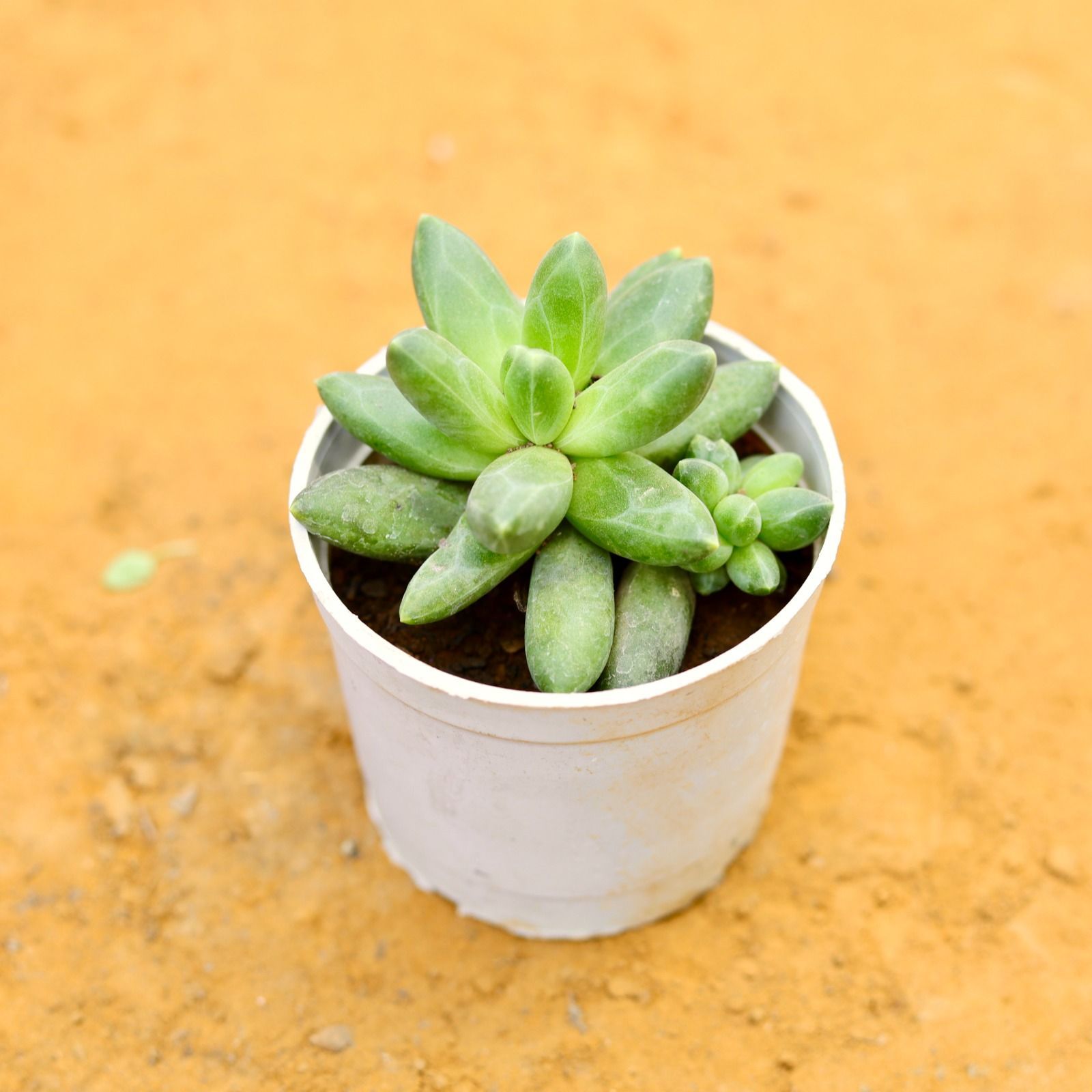 Pachyveria Glauca Succulent (Little Jewel) in 3 Inch White Nursery Pot