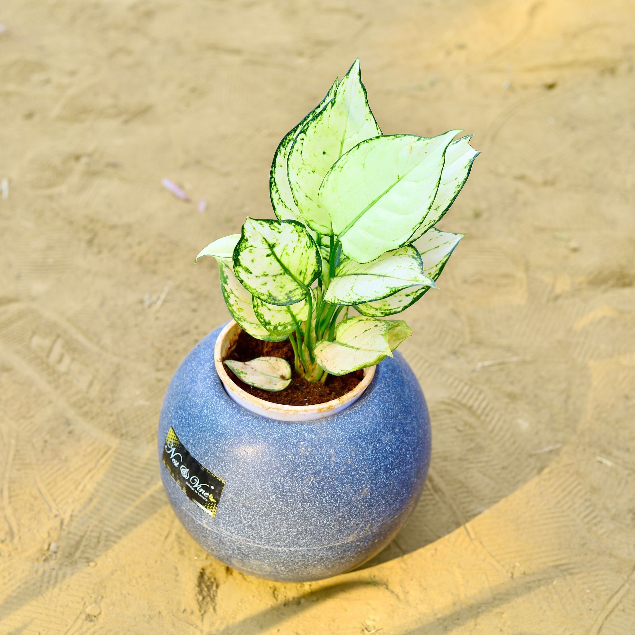 Aglaonema White in 9 Inch Grey Premium llios Fiberglass Planter