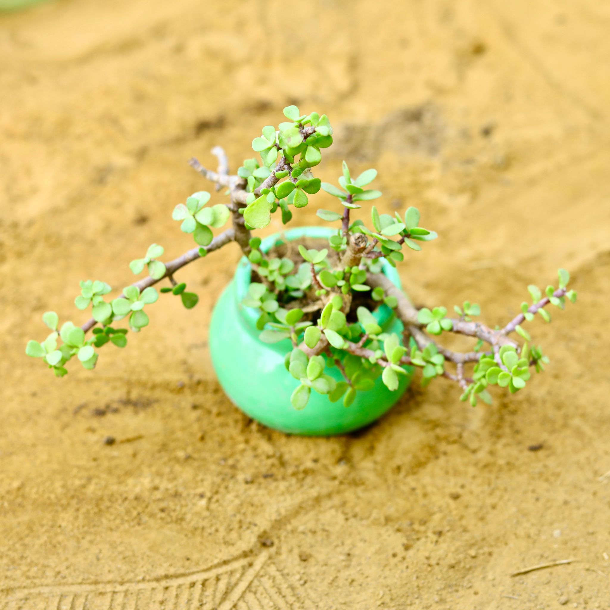 Jade in 3 Inch Green Mini Handmade Matki Ceramic Pot