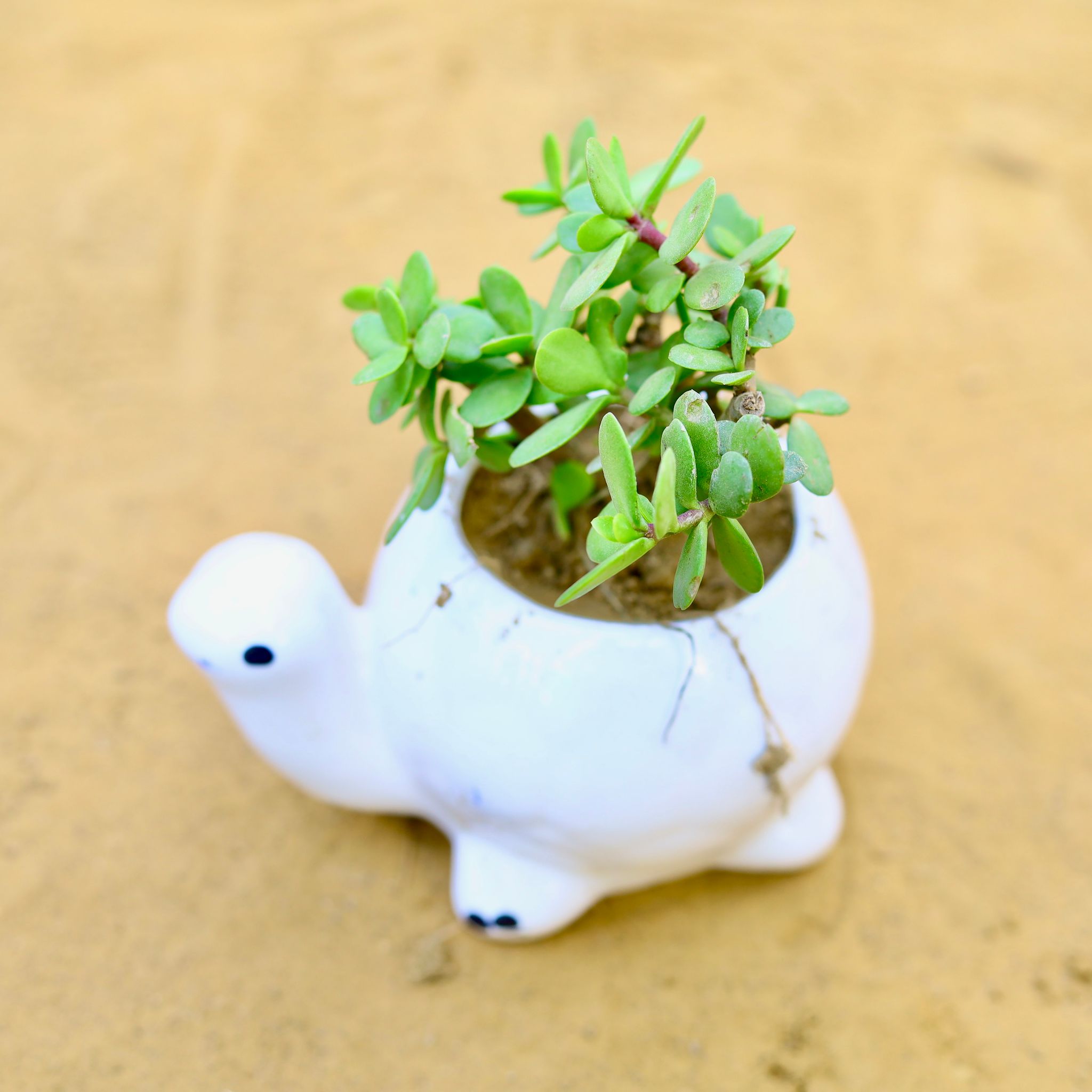 Jade in 4 Inch Cute Designer White Textured Mini Turtle Shaped Ceramic Pot