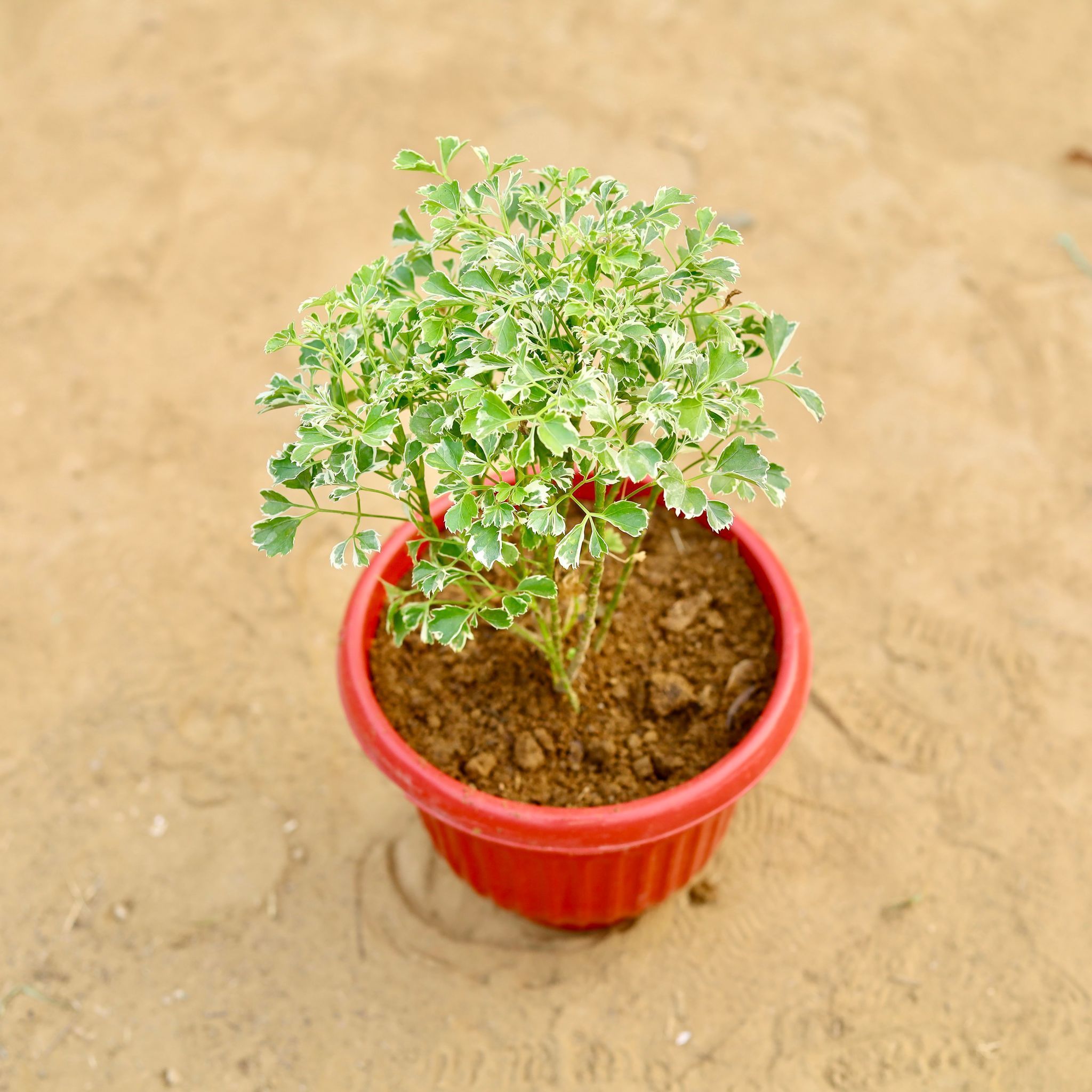 Rare Large Leaf Aralia White in 8 inch Terracotta Red Olive Plastic Pot