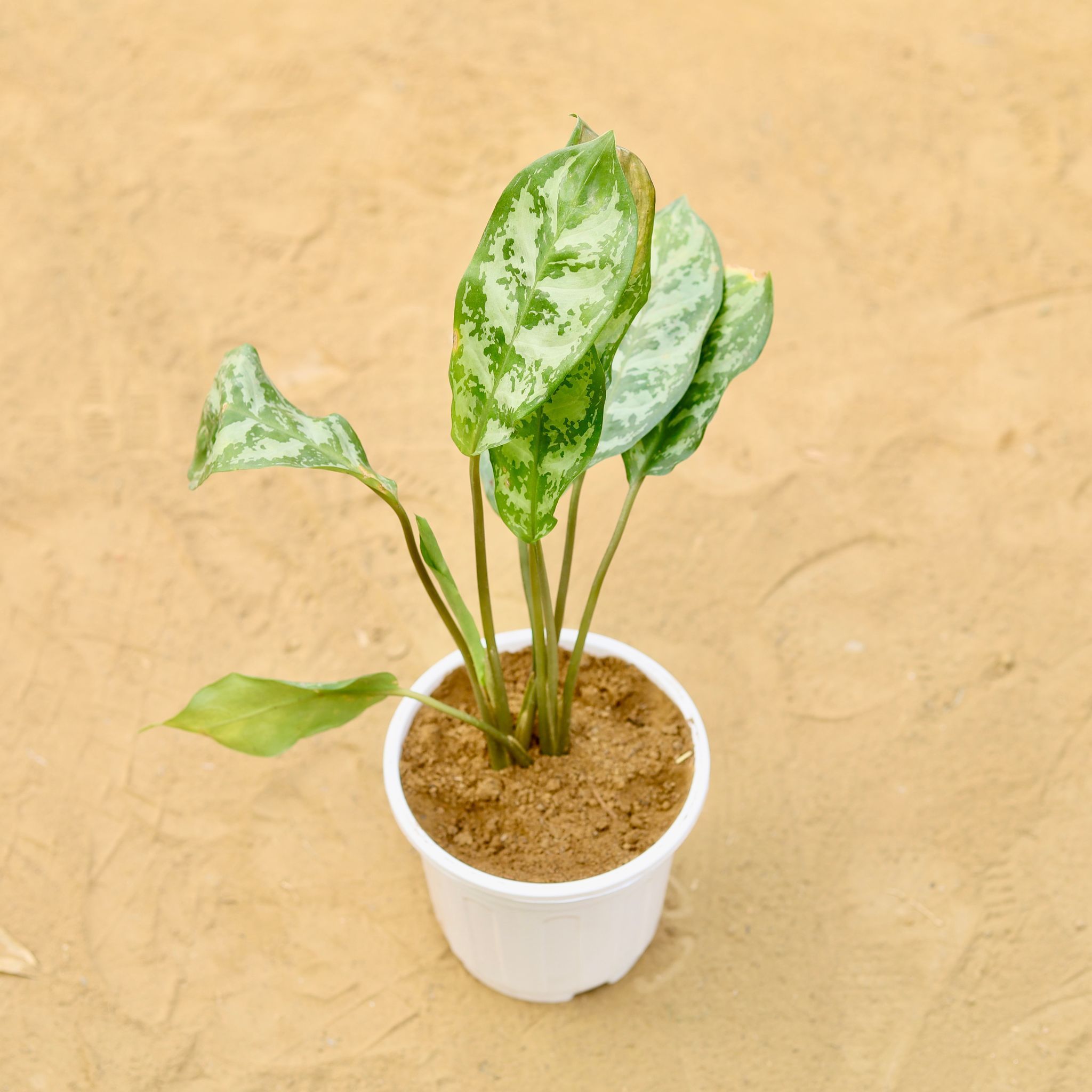 Aglaonema Tigress Green in 6 inch White Super Nursery Pot