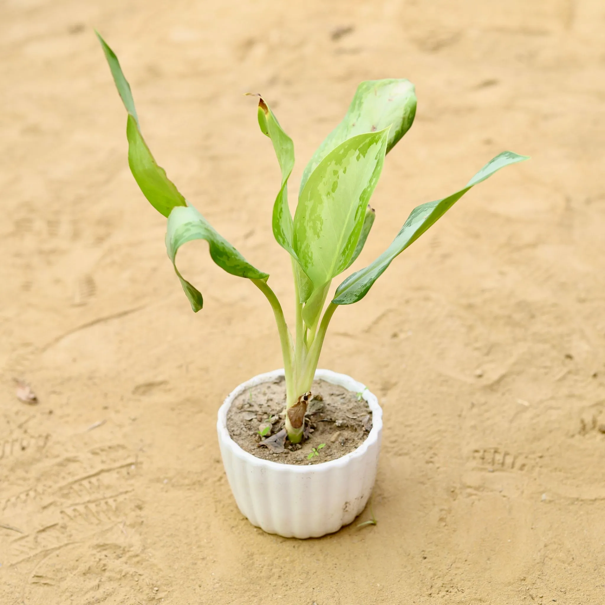 Aglaonema Jungle Parrot in 4.5 inch White Puffer Designer Bowl Shaped Ceramic Pot