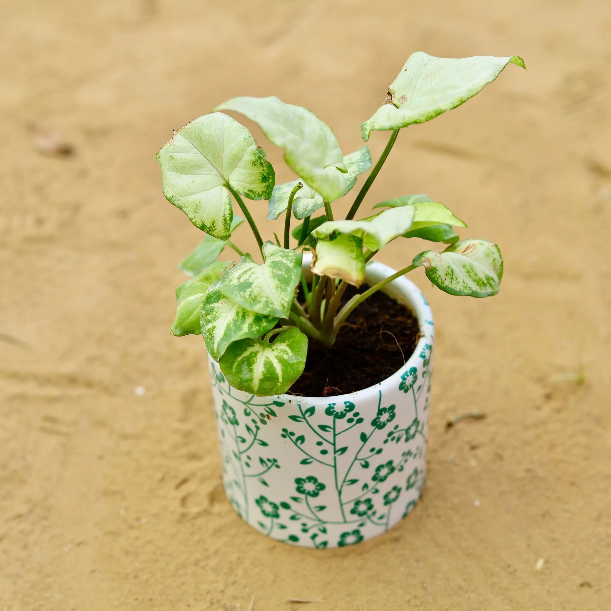 Syngonium Yammi in 4 inch White Handcrafted Green Floral Designer Cylindrical Ceramic Pot
