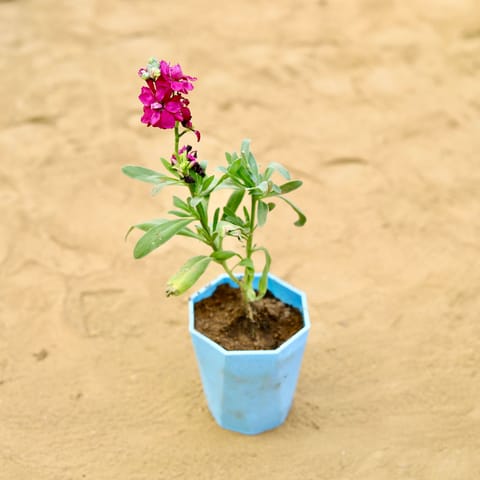 Stock (Any Colour) in 4 inch Blue Marble Premium Diamanti Plastic Pot