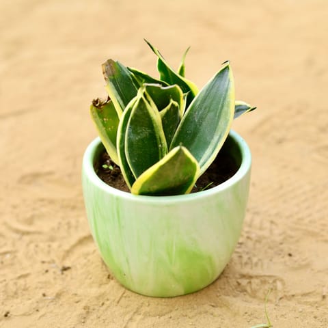 Snake Dwarf Yellow in 4 inch Green Marble Handcrafted Cup Ceramic Pot- Gloss Finish indoor Plant Pot