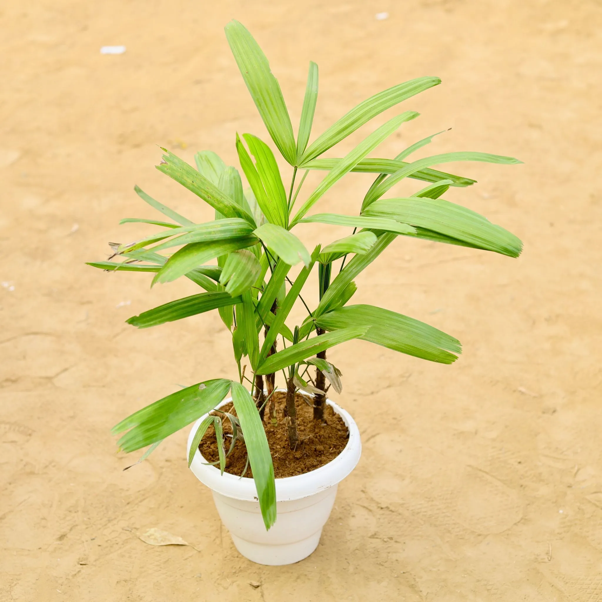 Raphis Palm in 8 inch White Classy Plastic Pot