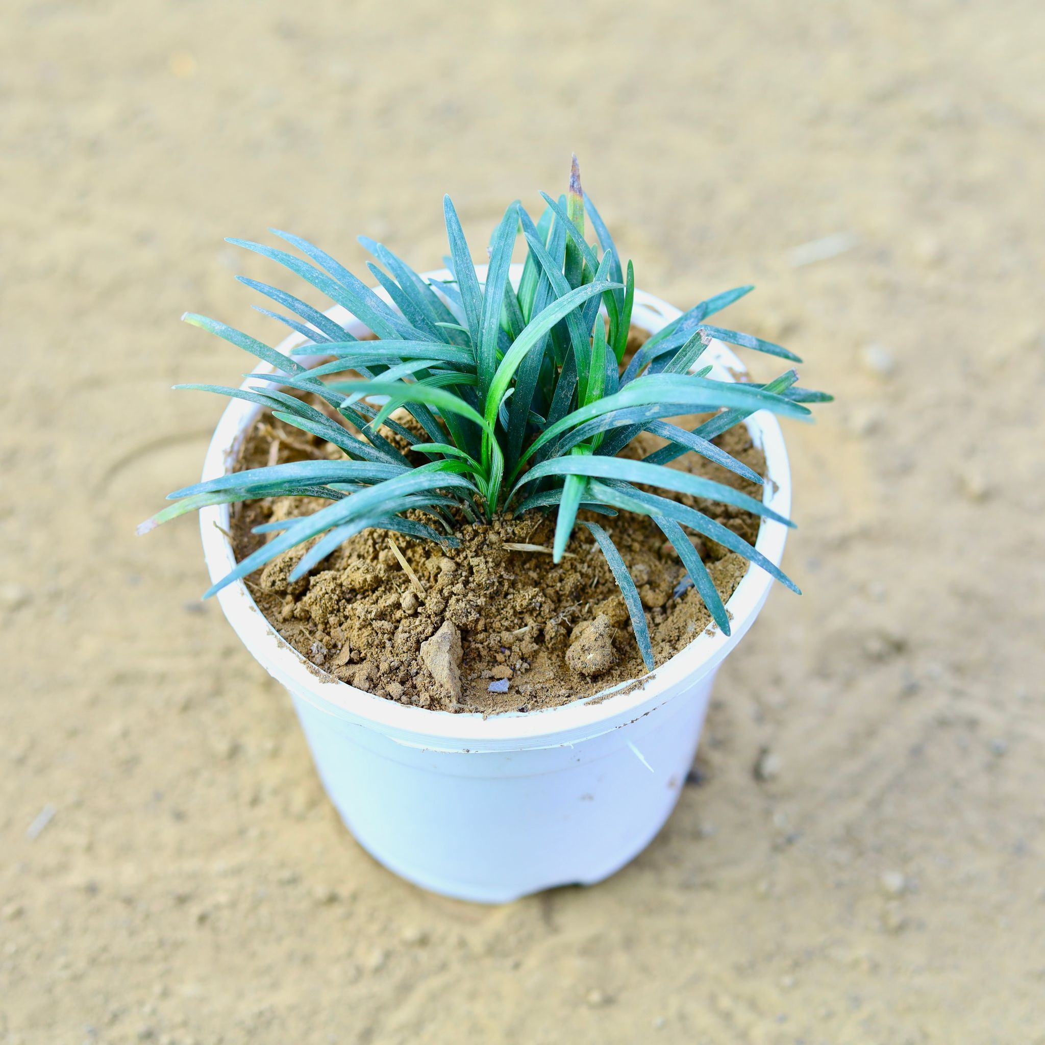 Grass Black in 4 Inch White Nursery Pot
