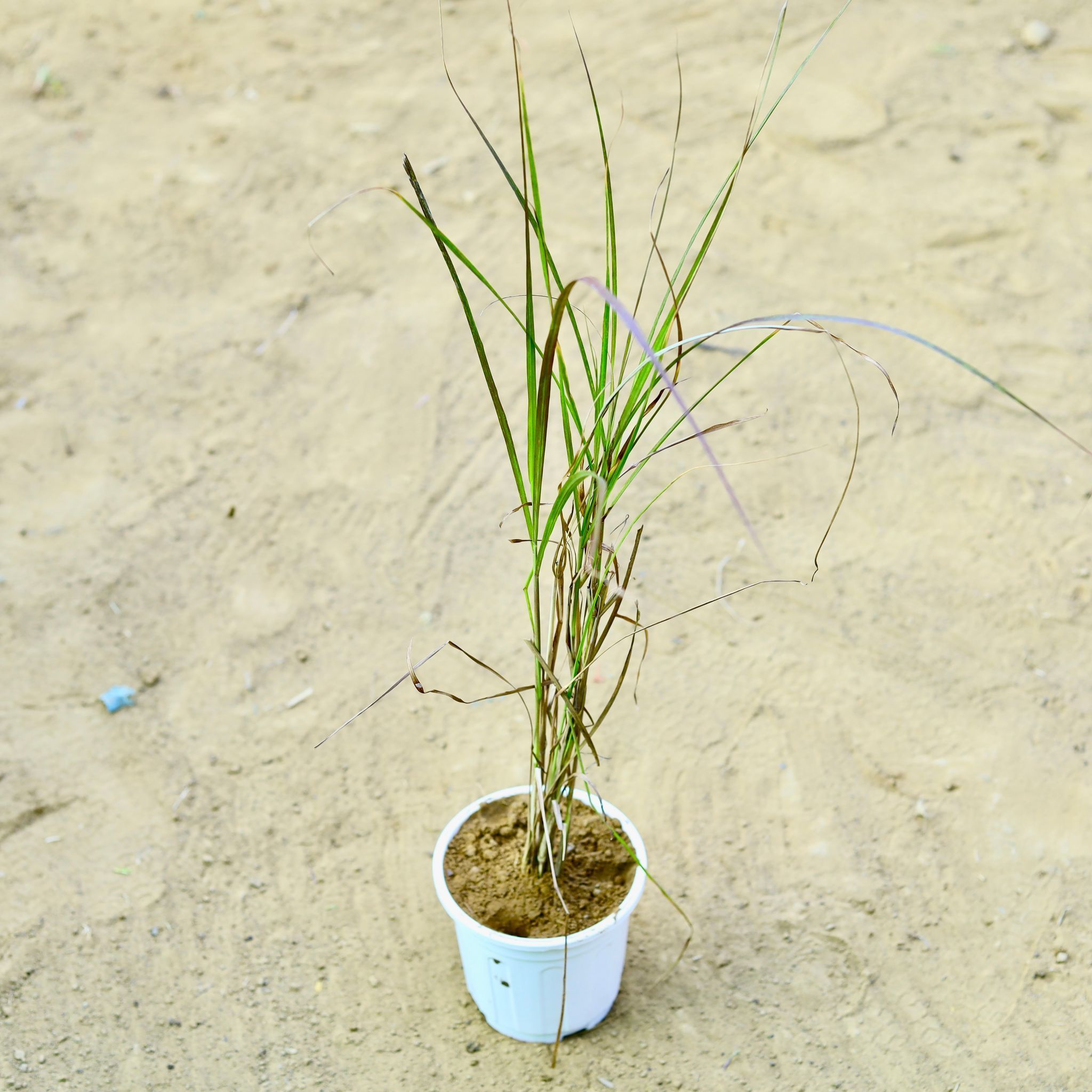 Fountain Grass Red (~ 2 Ft) in 6 Inch White Super Nursery Pot