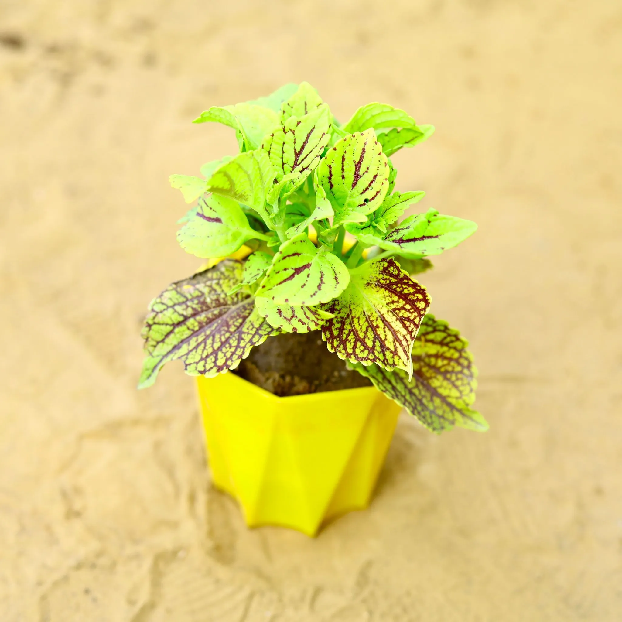 Coleus (Any Colour) (Any Design) in 4 Inch Yellow Premium Diamanti Plastic Pot