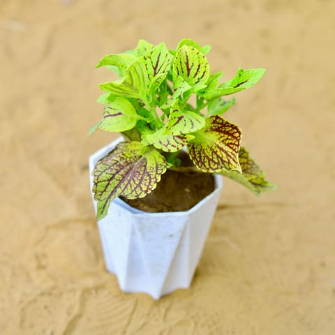 Coleus (Any Colour) (Any Design) in 4 Inch White Premium Diamanti Plastic Pot