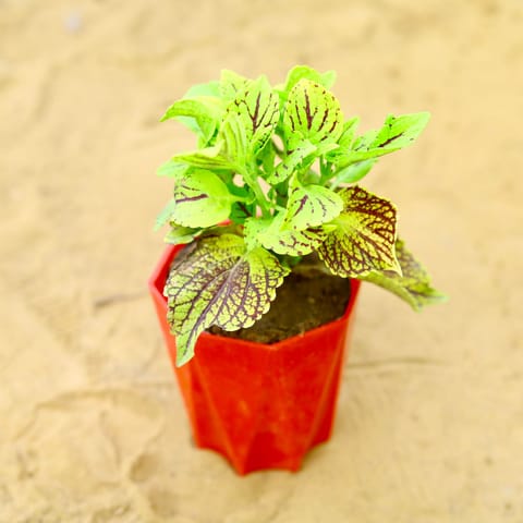 Coleus (Any Colour) (Any Design) in 4 Inch Red Premium Diamanti Plastic Pot