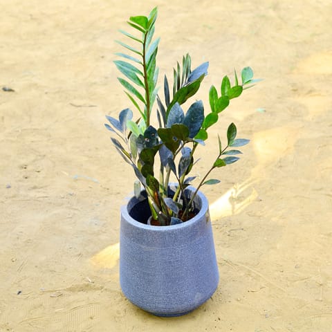Zz Black in 15 X 15 Inch Live Fresh Plant Grey Premium Sierra Fiberglass Planter in Moti Nagar