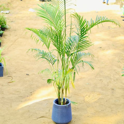 Areca (~ 4 Ft) in 15 X 15 Inch Grey Premium Sierra Fiberglass Planter